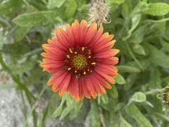 Gaillardia × grandiflora