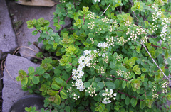 Spiraea nipponica