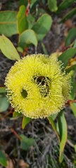 Eucalyptus preissiana