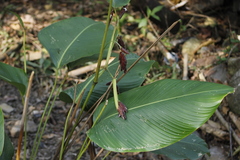 Calathea erythrolepis