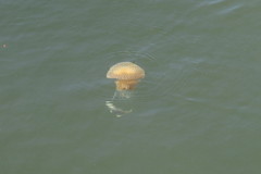 Phyllorhiza punctata