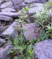 Artemisia pedunculosa