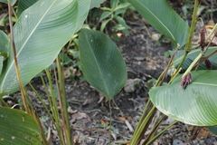 Calathea erythrolepis