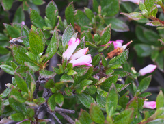 Rhododendron tetramerum