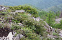 Rhododendron tetramerum