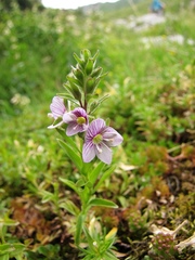 Veronica fruticulosa