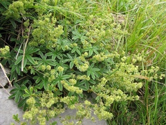 Alchemilla plicatula