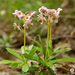 Chimaphila umbellata - Photo (c) Eric Carignan, alguns direitos reservados (CC BY-NC), enviado por Eric Carignan