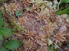 Sphagnum alaskense
