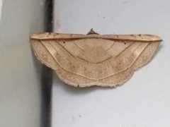 Entomogramma fautrix