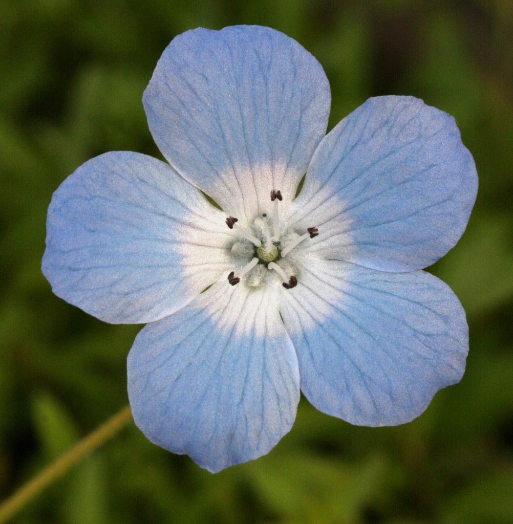 Yosemite Wildflowers: Baby Blue Eyes (Nemophila menziesii)