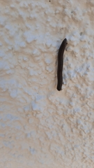 Ommatoiulus rutilans