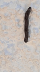 Ommatoiulus rutilans