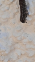 Ommatoiulus rutilans