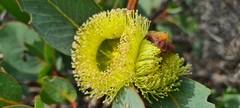 Eucalyptus preissiana