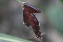 Calathea erythrolepis