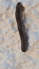 Ommatoiulus rutilans