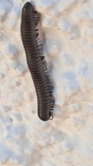 Ommatoiulus rutilans