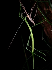 Phasmodes ranatriformis