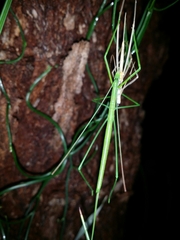 Phasmodes ranatriformis