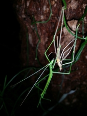 Phasmodes ranatriformis