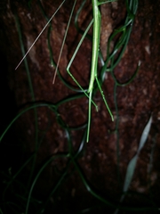 Phasmodes ranatriformis