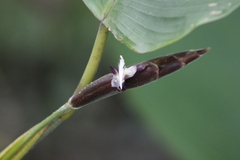 Calathea erythrolepis