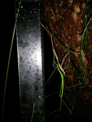 Phasmodes ranatriformis