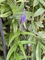 Veronica longifolia