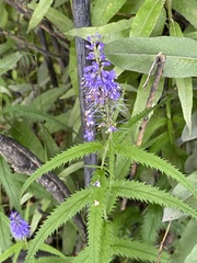 Veronica longifolia