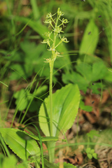 Liparis kumokiri