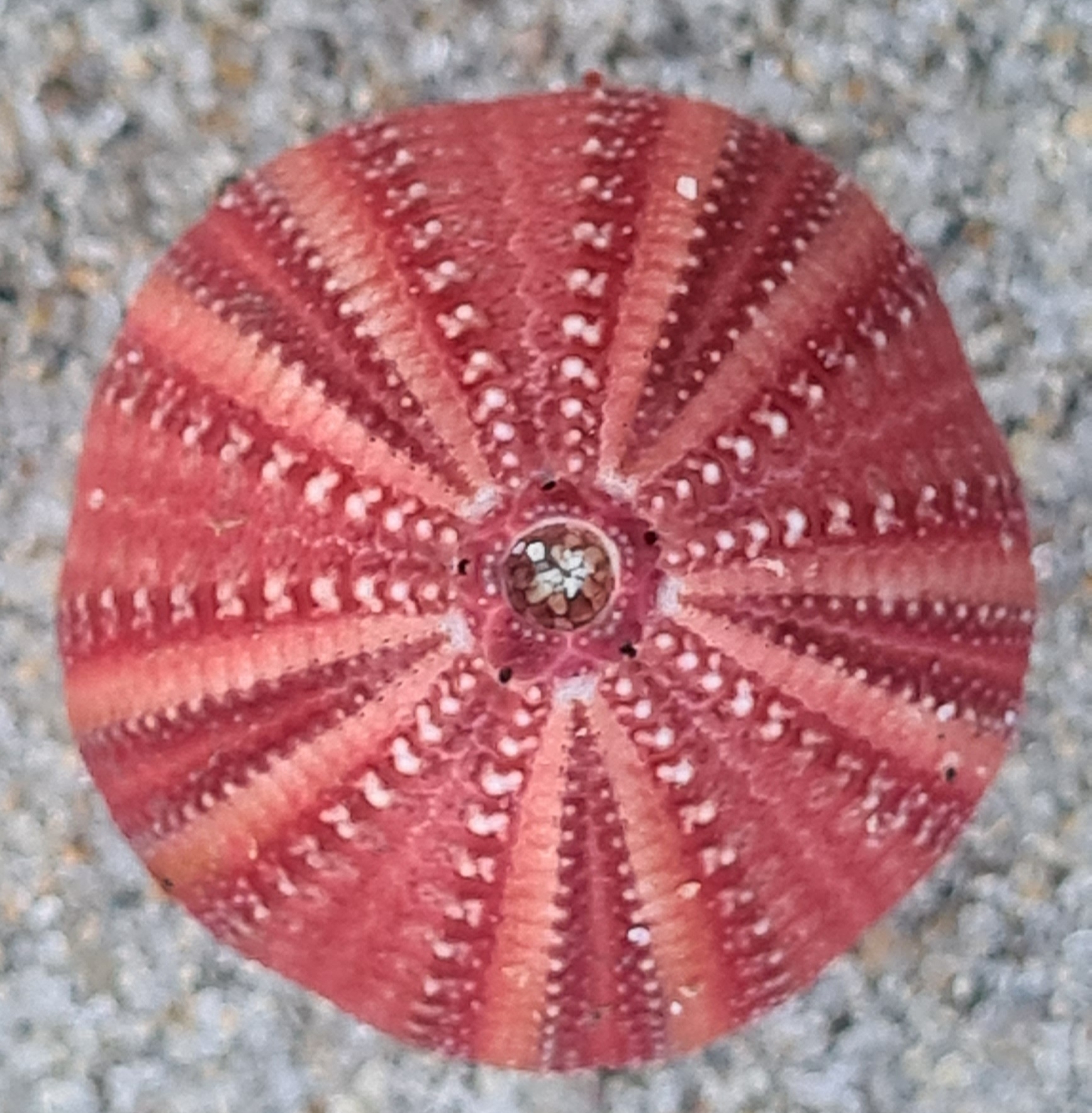 Amblypneustes formosus · iNaturalist United Kingdom