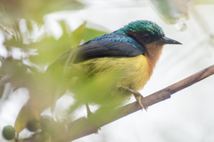 Chalcoparia singalensis