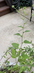 Geum virginianum