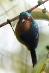 Chalcoparia singalensis