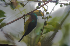 Chalcoparia singalensis