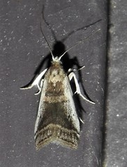Acrobasis tumidulella