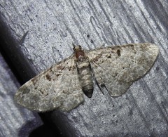 Eupithecia mutata
