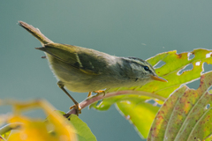 Phylloscopus reguloides