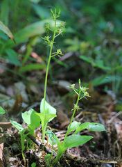 Liparis kumokiri