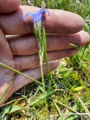 Gentianopsis simplex