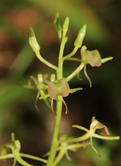 Liparis kumokiri