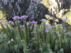 Senecio speciosissimus