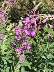 Chamaenerion angustifolium