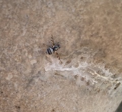 Myennis octopunctata