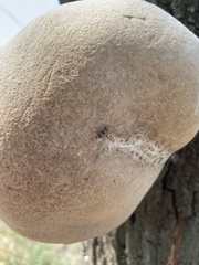 Myennis octopunctata