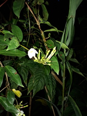 Mesechites trifidus