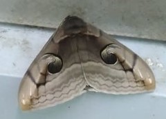 Spirama retorta