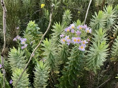 Senecio speciosissimus