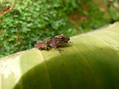 Pristimantis cerasinus